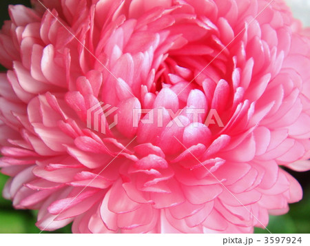 デイジー（ピンク） 3597924