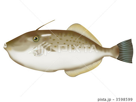 ウスバハギのイラスト素材