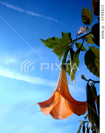 エンジェルストランペット エンジェルストランペット 3598822