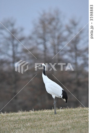 タンチョウ 3598883