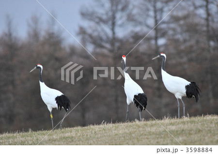 タンチョウ 3598884