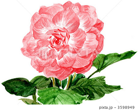 Begoniapixのイラスト素材
