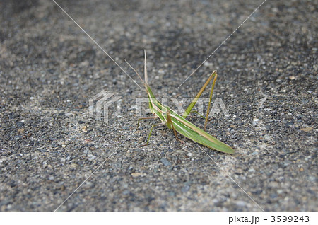 ショウリョウバッタ　 3599243