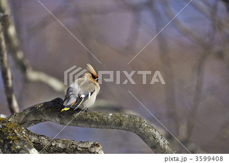 キレンジャク 3599408