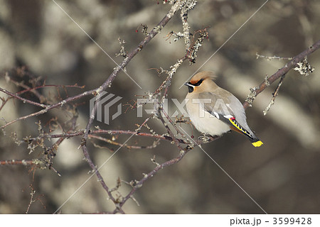 キレンジャク 3599428