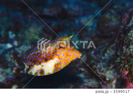 ハコフグ 3599517