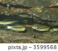 ムギツクとカワムツ 3599568