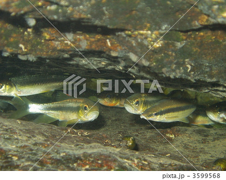 ムギツクとカワムツ 3599568