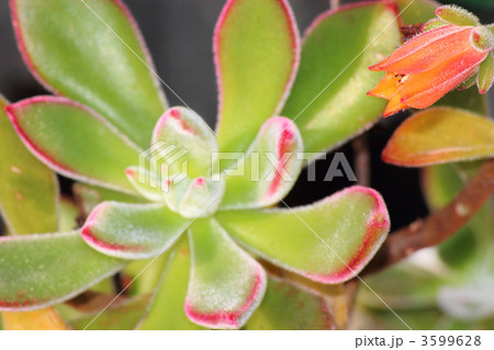 ハムシーの花 ハムシーの花 3599628