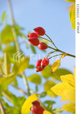 ローズヒップ 3599813