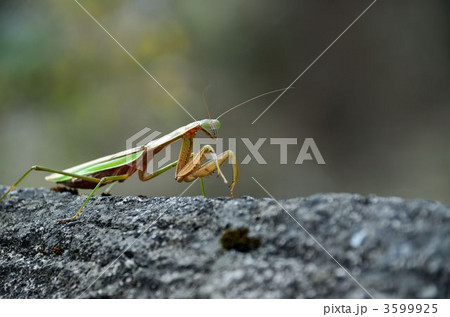 カマキリ 3599925
