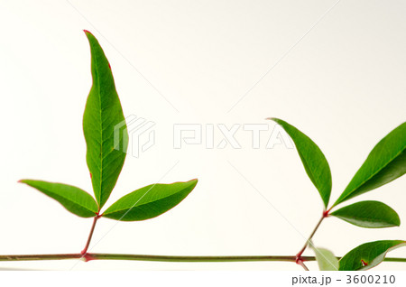 ナンテンの葉 3600210