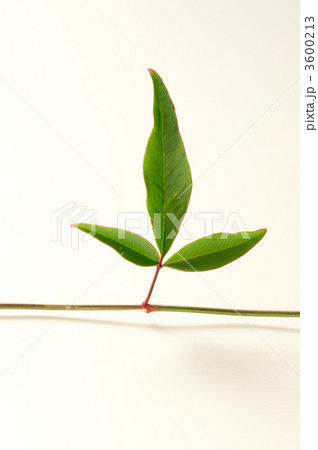 ナンテンの葉 3600213