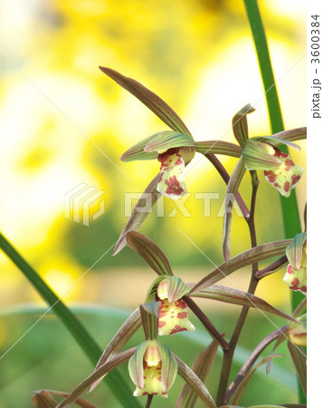 寒蘭 寒蘭 3600384