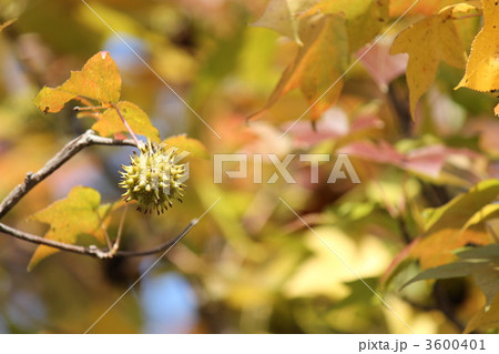 プラタナスの実 3600401