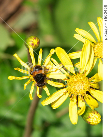 ツワと花アブ 3600459