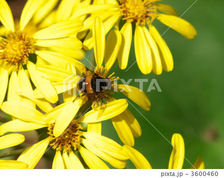 ツワと花アブ 3600460