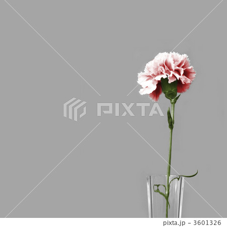 pink carnation pink carnation 3601326