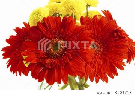 beautiful flowers 3601718