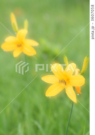 ニッコウキスゲ 3607058