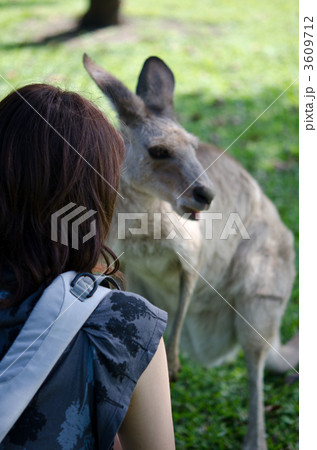 カンガルー　餌付け 3609712