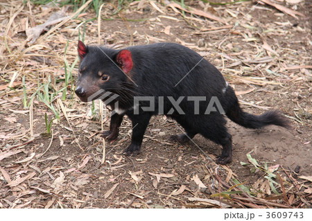 タスマニアのタスマニアンデビル タスマニアのタスマニアンデビル 3609743