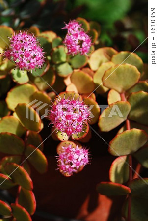 ミセバヤの滝 3610359