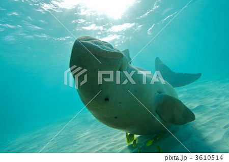 ジュゴン 海獣 人魚の写真素材