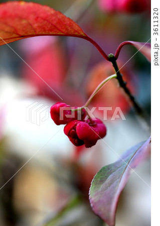 紅マユミの実 紅マユミの実 3611320