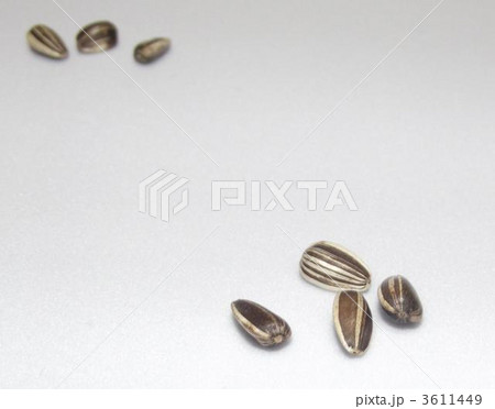 向日葵の種 3611449