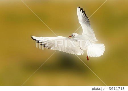 ユリカモメ 3611713