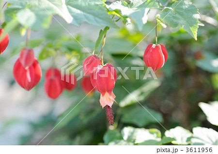 チロリアンランプ チロリアンランプ 3611956