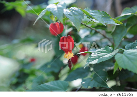 チロリアンラプ 3611958