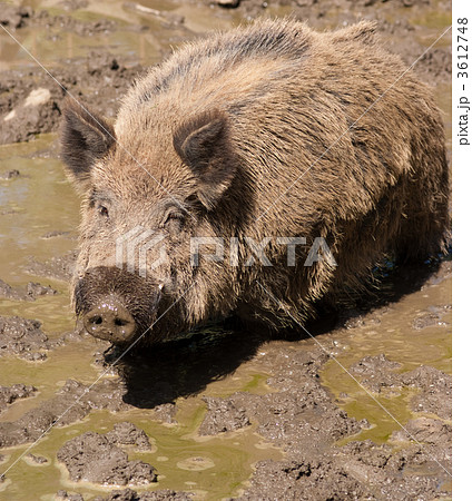 Wild boar in the mud 3612748