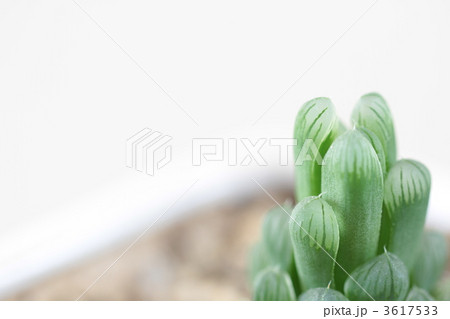 多肉植物・ハオルチア 3617533