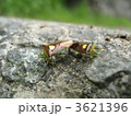 カメムシ　2匹 3621396