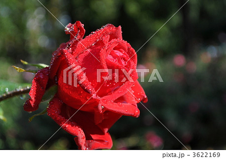 雫が映えるブルグンド、81 3622169