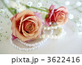 薔薇とパール 3622416