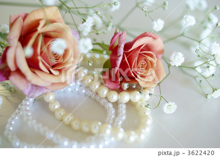 薔薇とパール 薔薇とパール 3622420