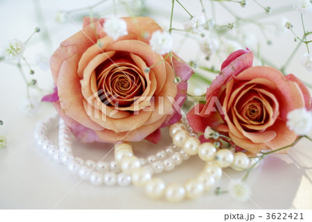 薔薇とパール 薔薇とパール 3622421