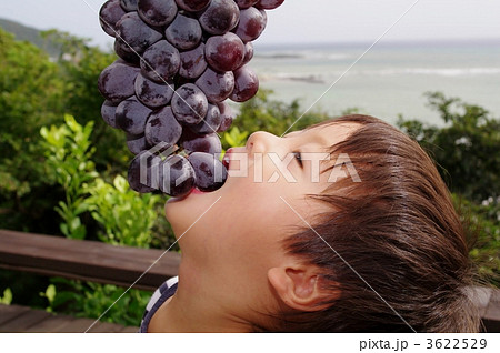 ピオーネ(ぶどう)と子供 ピオーネ(ぶどう)と子供 3622529