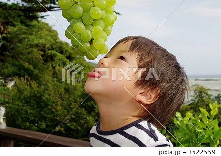 ロザリオ・ビアニコ(ぶどう)と子供 ロザリオ・ビアニコ(ぶどう)と子供 3622559