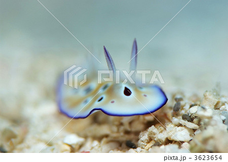 マダライロウミウシ マダライロウミウシ 3623654