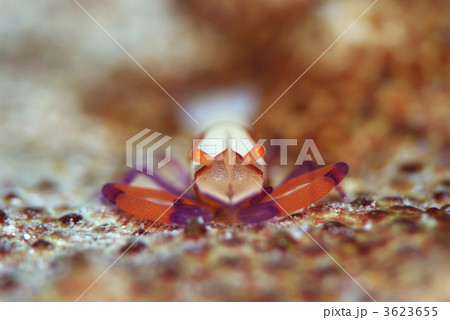 ウミウシカクレエビ 3623655