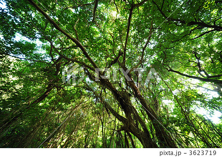 ガジュマル 3623719