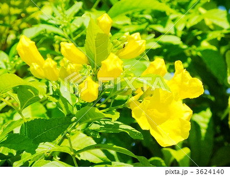 キンレイジュ 金鈴樹 別名イエローベルの写真素材