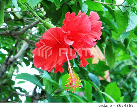 メキシコ、タバスコ州花、ハイビスカス メキシコ、タバスコ州花、ハイビスカス 3624365