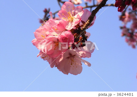 蝦夷山桜　エゾヤマザクラ 3624401