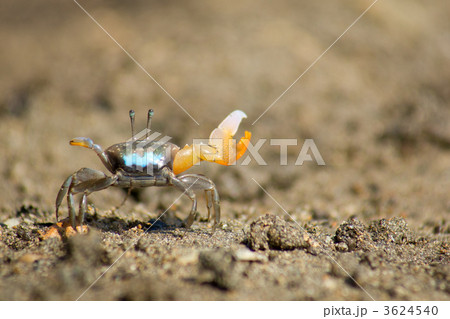 ヒメシオマネキ 3624540