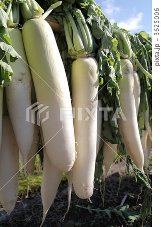 日干し大根 日干し大根 3625006